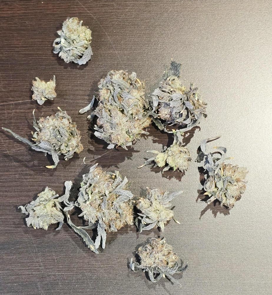 Cannabis flower before Softrim processing: 11 intact buds laid out on a dark table